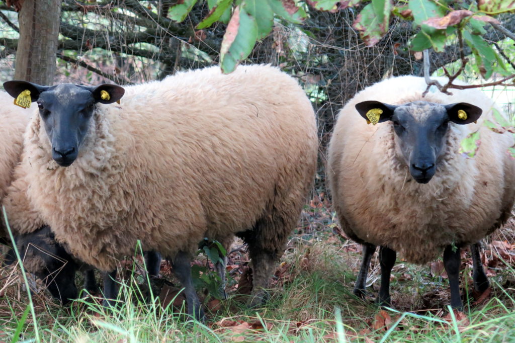 Les moutons